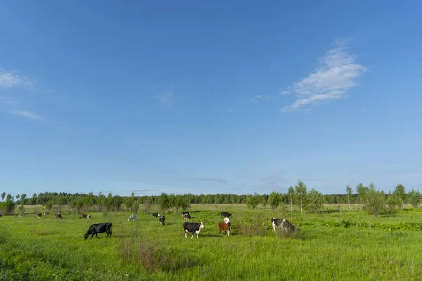 Vista Panorâmica Das Vacas Que Pastam Campo Verde — Fotografia de Stock