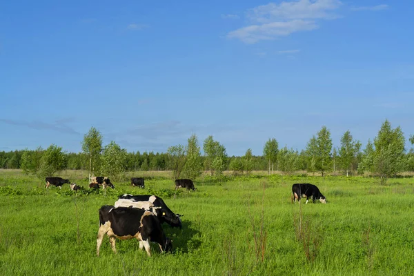 Vista Panorâmica Das Vacas Que Pastam Campo Verde — Fotografia de Stock