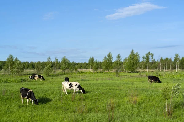 Vista Panorâmica Das Vacas Que Pastam Campo Verde — Fotografia de Stock