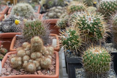 Farklı yeşil bitkiler. Katı yüzey Üst görünüm.