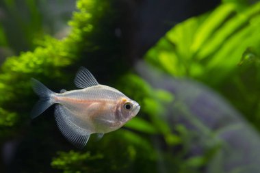 Küçük akvaryum balığı, yakın