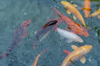 Suda altın ve kırmızı imparatorluk balığı