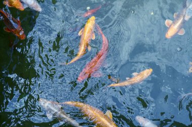 Suda altın ve kırmızı imparatorluk balığı