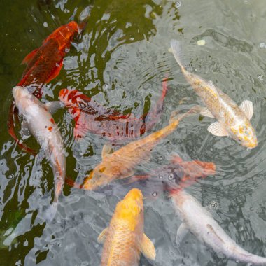 Suda altın ve kırmızı imparatorluk balığı