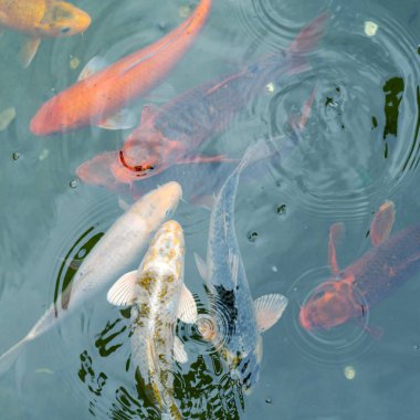 Suda altın ve kırmızı imparatorluk balığı