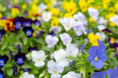 Tarlada yaz aylarında küçük güzel çiçekler