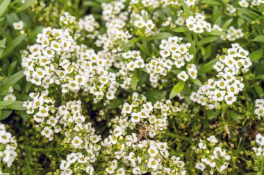 Tarlada yaz aylarında küçük güzel çiçekler