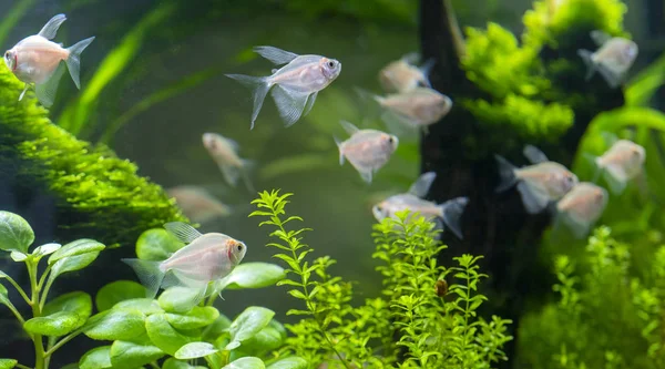 수족관 물고기 가까이 — 스톡 사진