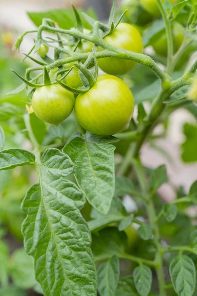Groene Tomaten Takken Een Kas — Stockfoto