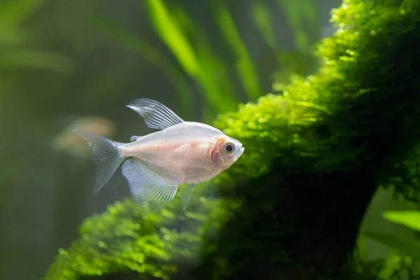 Kleine Aquarienfische Aus Nächster Nähe — Stockfoto