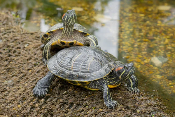 Пресноводные Черепахи Берегу Воды — стоковое фото