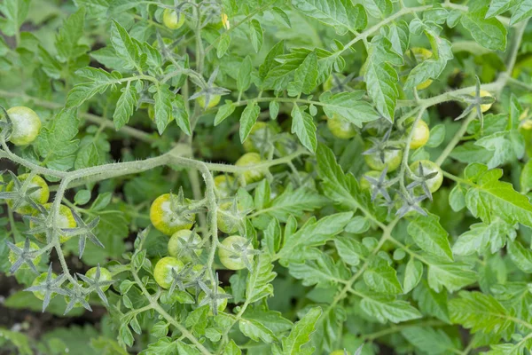 Groene Tomaten Takken Een Kas — Stockfoto