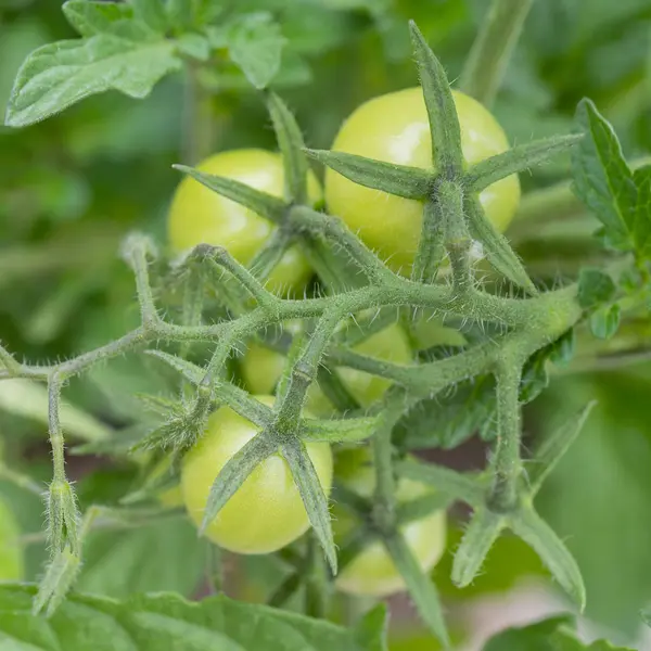 Groene Tomaten Takken Een Kas — Stockfoto