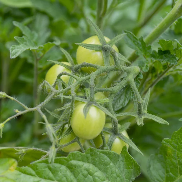 Πράσινες Ντομάτες Κλαδιά Ένα Θερμοκήπιο — Φωτογραφία Αρχείου