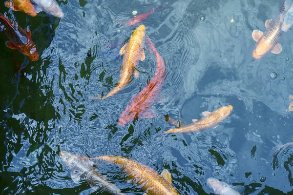 Suda altın ve kırmızı imparatorluk balığı