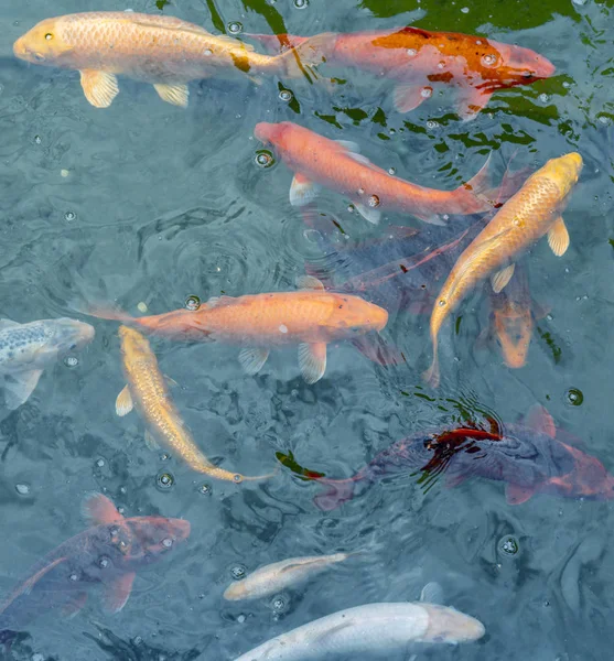 Suda altın ve kırmızı imparatorluk balığı