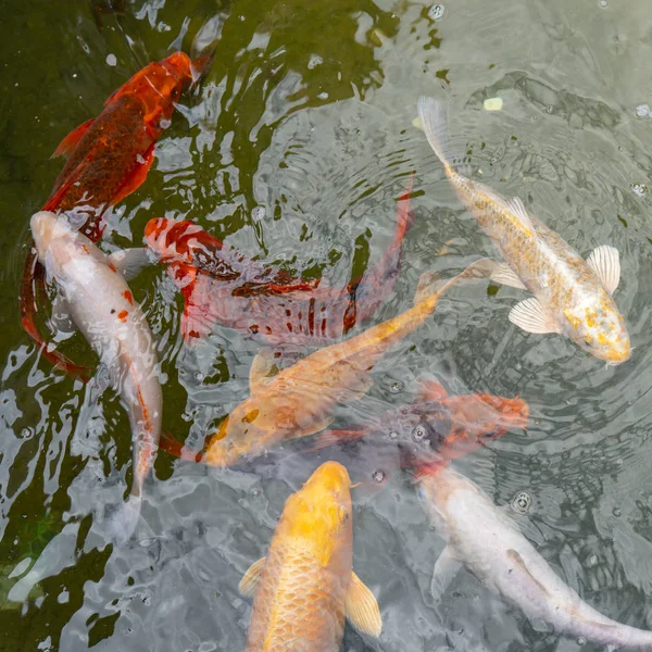 Suda altın ve kırmızı imparatorluk balığı