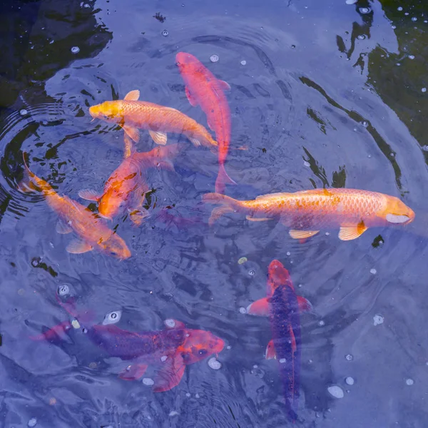 Suda altın ve kırmızı imparatorluk balığı