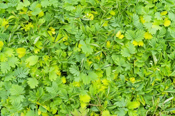 Fundo Verde Brilhante Pequenas Plantas — Fotografia de Stock