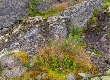 Granit yüzeyinde liken. Kuzey doğası