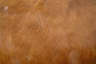 Brown cow skin texture. Agriculture. Smooth surface clipart