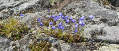 Tarlada yaz aylarında küçük güzel çiçekler