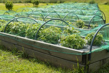 Serada salatalık ve domates yetiştirmek. Hasat sebze