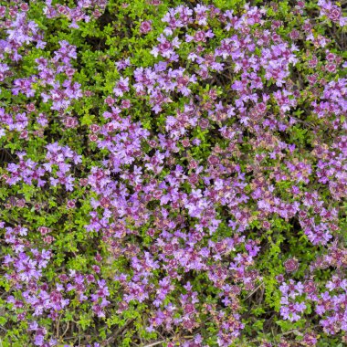 Tarlada yaz aylarında küçük güzel çiçekler