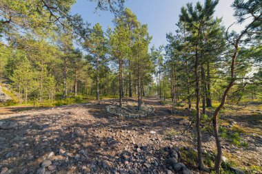 Çam ormanı. ağaçların kahverengi gövdeleri. Yeşil dallar