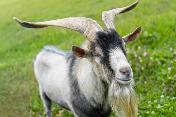 Pet Adult Male Goat Farm — Stock Photo, Image
