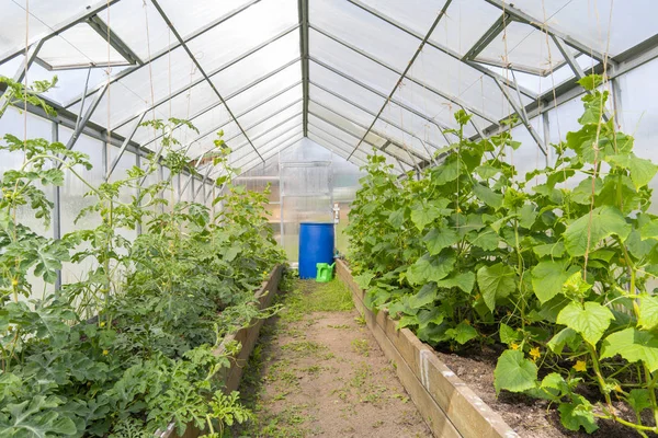 Het Kweken Van Komkommers Tomaten Kas Oogst Groenten — Stockfoto