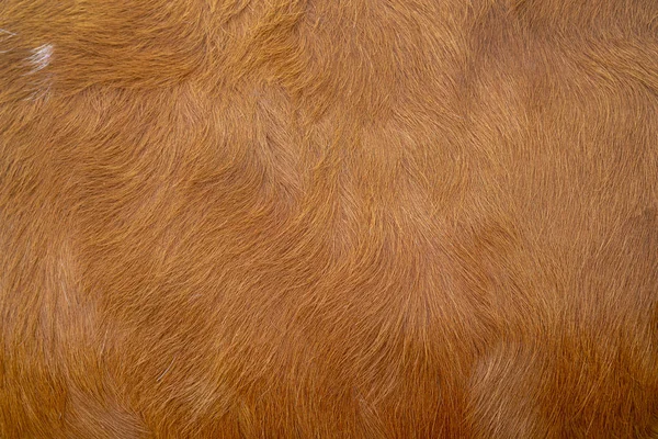 Texture Pelle Mucca Marrone Agricoltura Superficie Liscia — Foto Stock