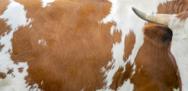 Braune Rinderhaut Landwirtschaft Glatte Oberfläche — Stockfoto