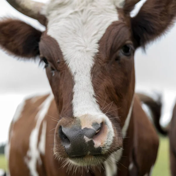农村农场的宠物牛 — 图库照片