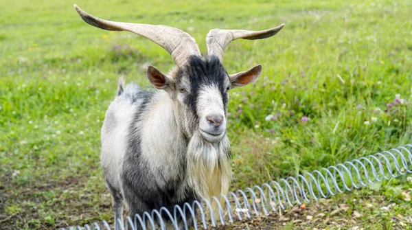 Pet adult male goat on the farm