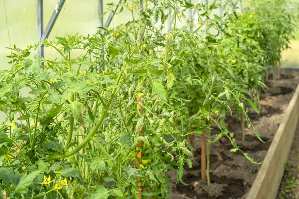 Rosnące Ogórki Pomidory Szklarni Warzywa Żniwne — Zdjęcie stockowe