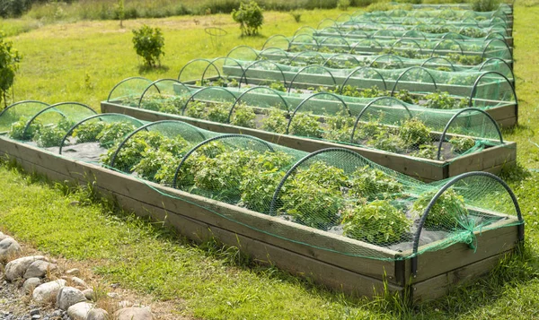 Het Kweken Van Komkommers Tomaten Kas Oogst Groenten — Stockfoto