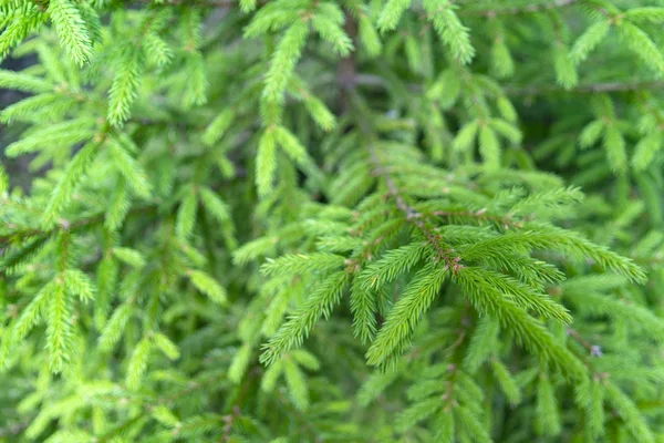 Fond Vert Vif Petites Plantes — Photo