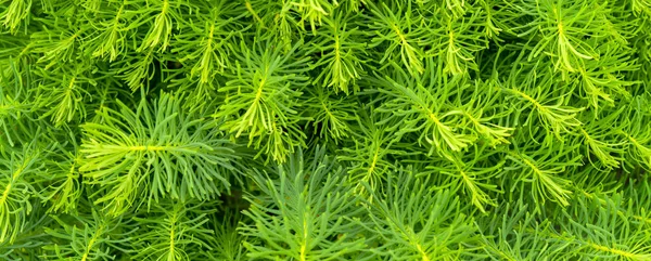 Ljust Grön Bakgrund Små Växter — Stockfoto