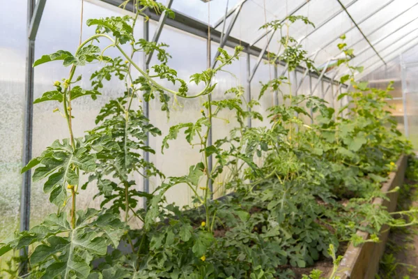 Het Kweken Van Komkommers Tomaten Kas Oogst Groenten — Stockfoto