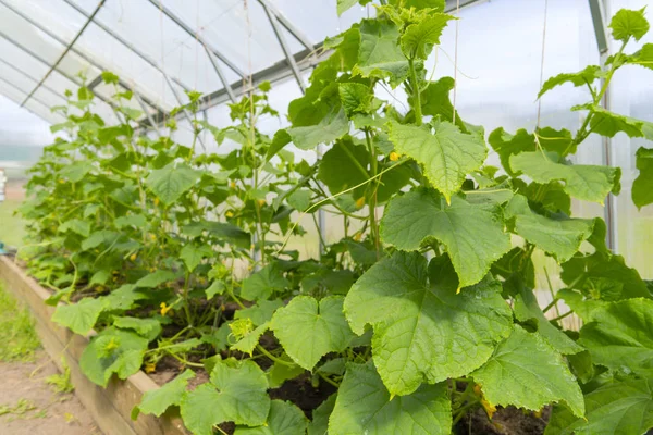 Het Kweken Van Komkommers Tomaten Kas Oogst Groenten — Stockfoto