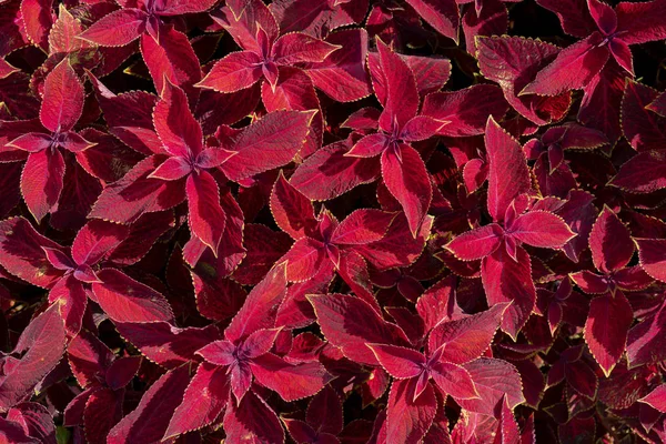 Czerwone Liście Roślin Tekstura Powierzchni Liści — Zdjęcie stockowe