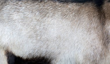 siyah izole kurt kürk yakın çekim