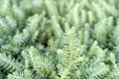 güzel yeşil dalları niçin çekilmiş