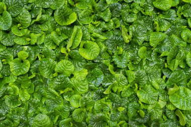 İspanyol Şal Yeşil yaprakları, Üst görünümünden Osbeckia Rotundifolia