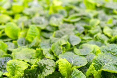 Genç, yeşil alana lahanası.