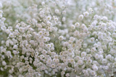 Çiçekli spirea çalısı. Bahar geldi. Spirea çiçeği.