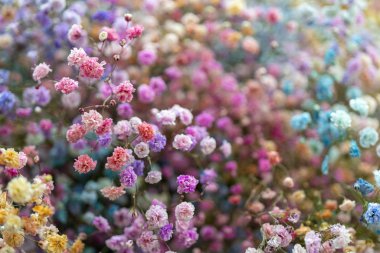 güzel çiçekler Close-Up