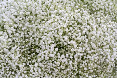 çiçekler buket yakın çekim.