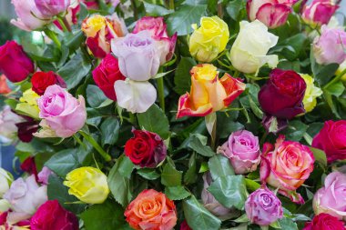 Bahçede pembe laleler.